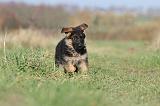 BERGER ALLEMAND 610